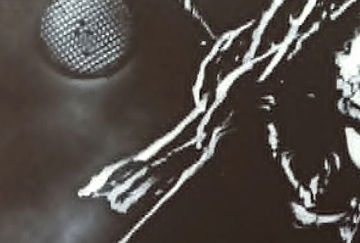 Bob Marley – Image 3
